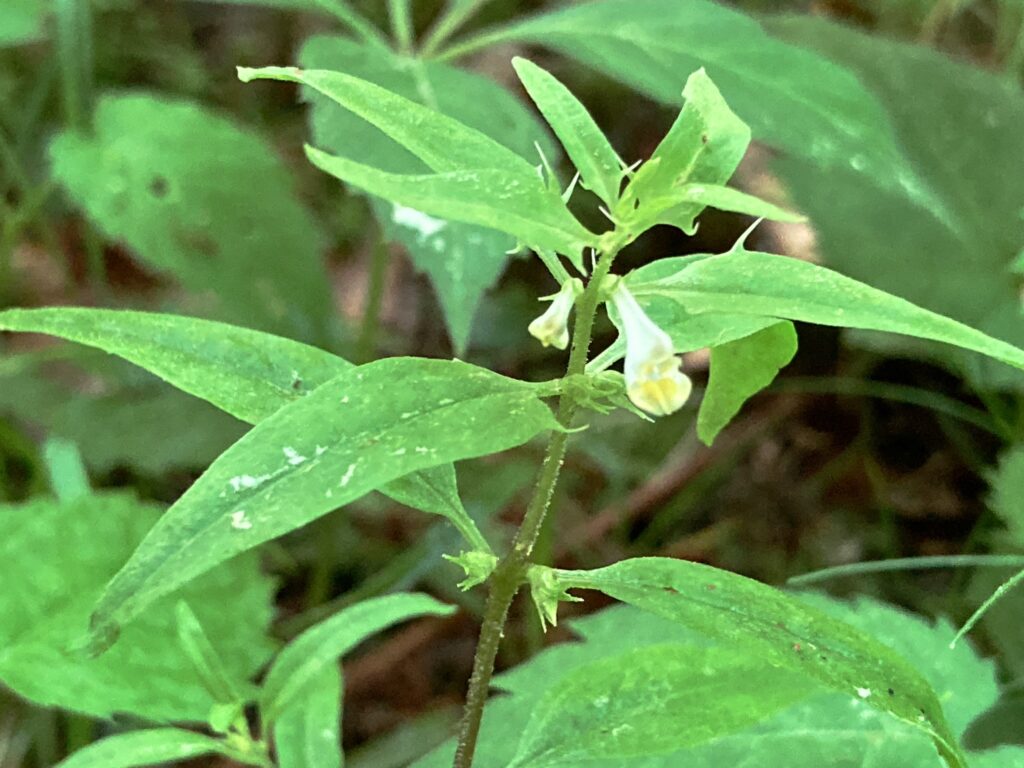 A small woodland flower.