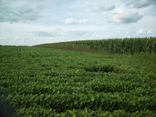 Corn and soybeans along I-80 in Illinois