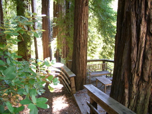 A bench among the redwoods