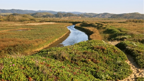 Pescadero Marsh