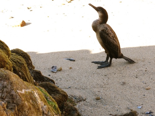 immature Phalacrocorax auritus