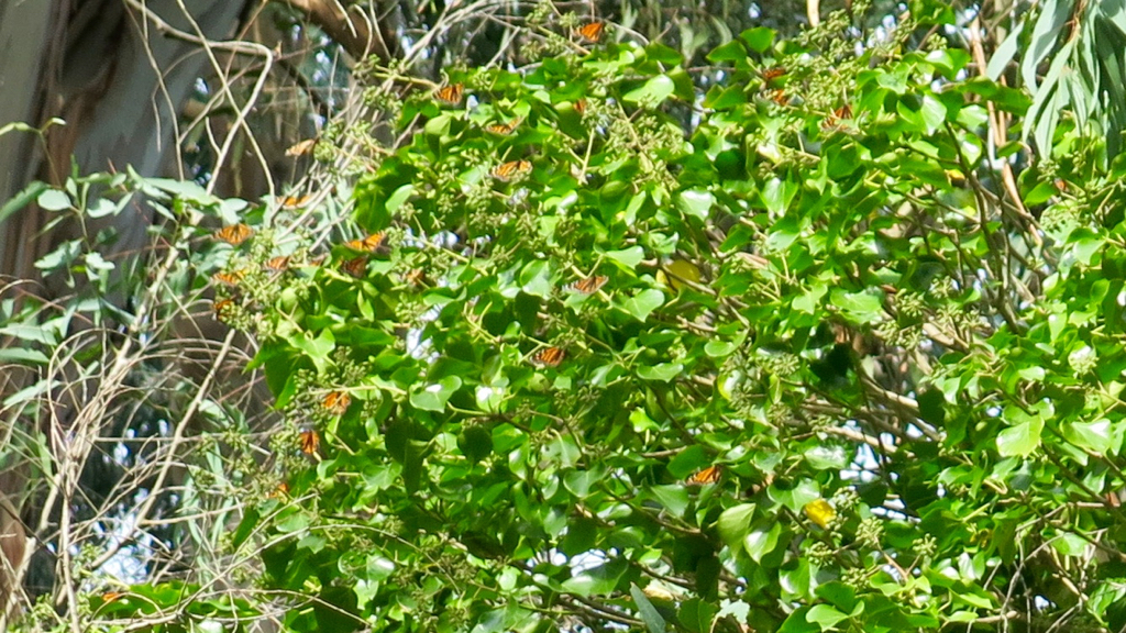 Monarch Butterflies roosting in ivy