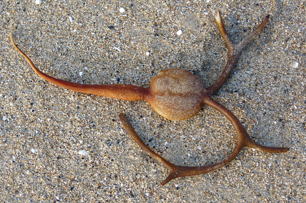 Bull Kelp, Nereocystis luetkeana, Half Moon Bay State Beach