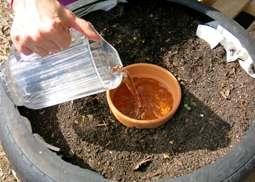 Filling the buried clay pot with water