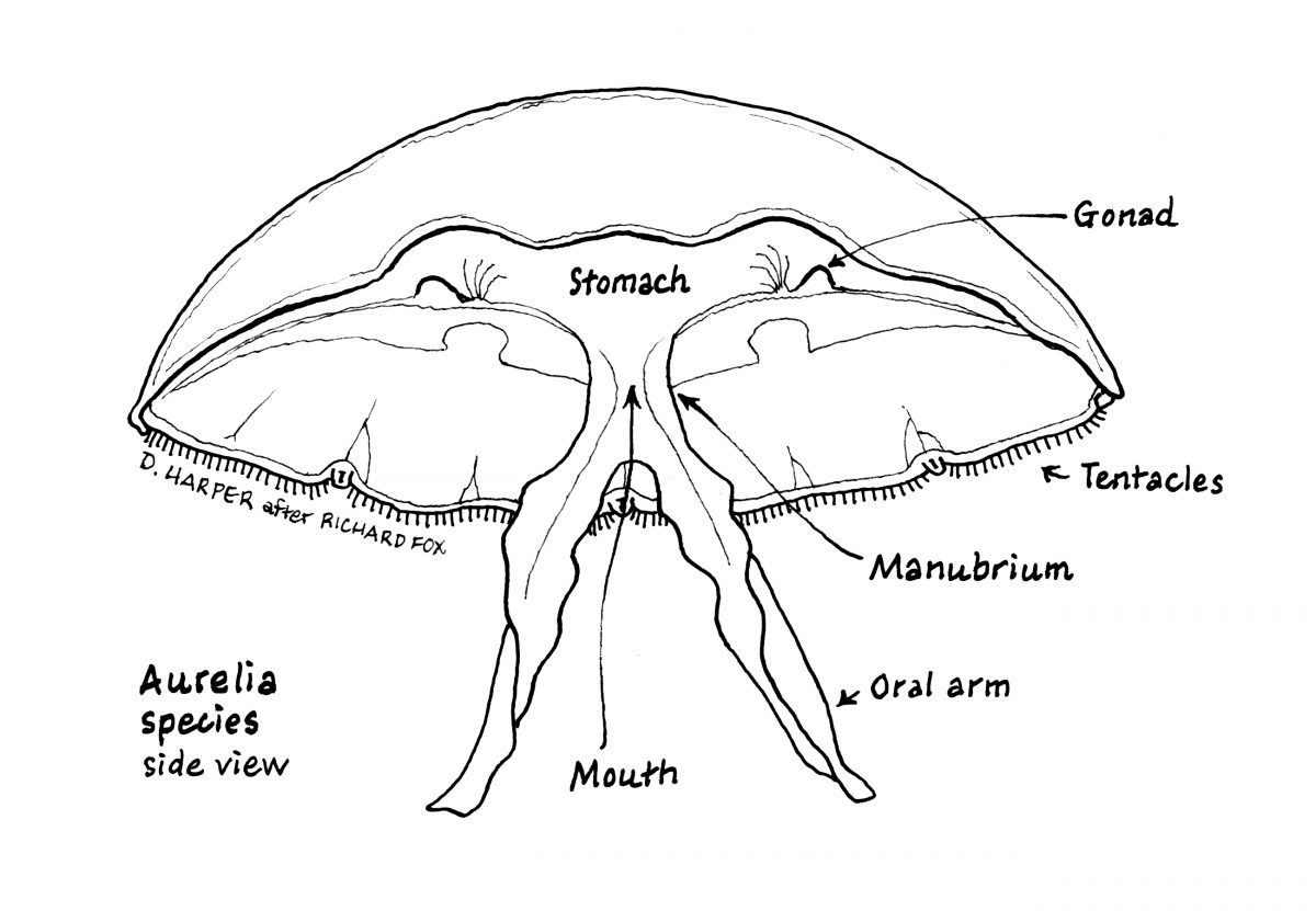 Cnidarians Yet Another Unitarian Universalist