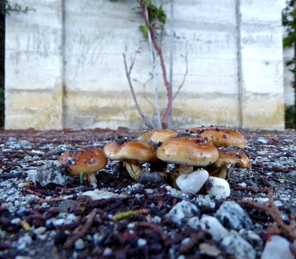 Ground-level view of mushrooms with mausoleum in the background
