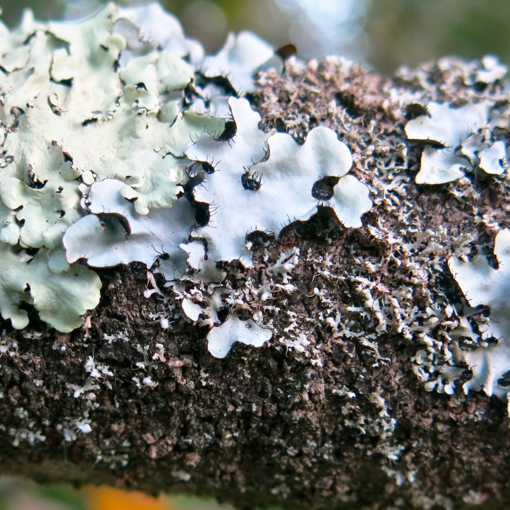 Lichen, Parmotrema species