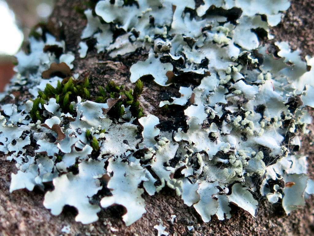 Lichen, Parmotrema species