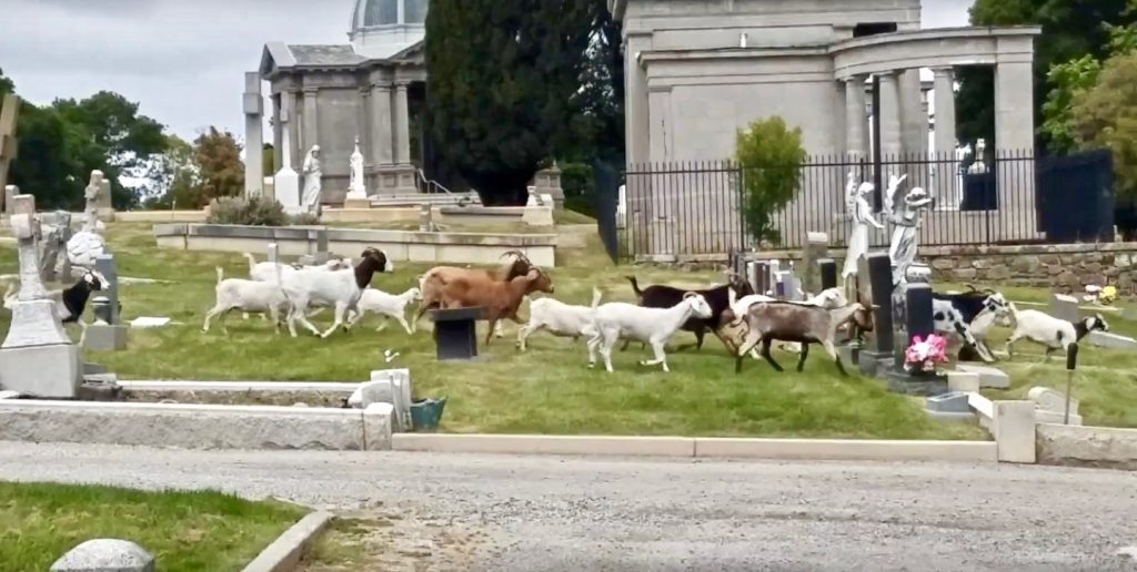 Goats in retreat