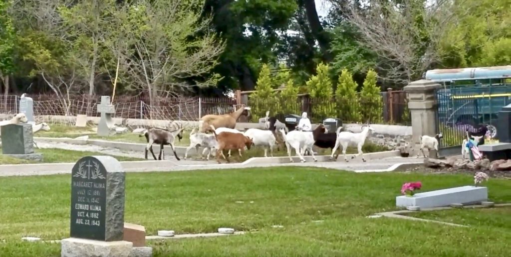 Goats heading back to trailer