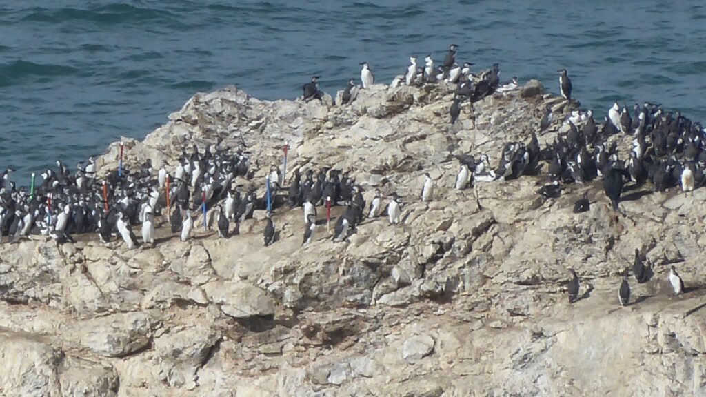Common Murres clustered on top of a large rock formation, with the ocean behind it
