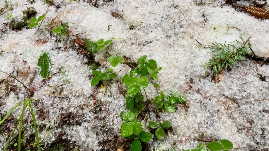 Hail covering the ground, with green leaves of Frangaria species emerging from the hail 
