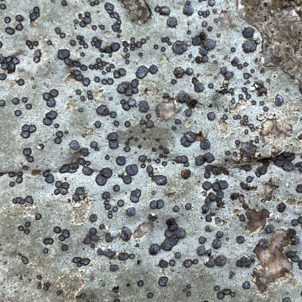 Close-up of the above photo, showing the cup-like apothecia a little bit better.