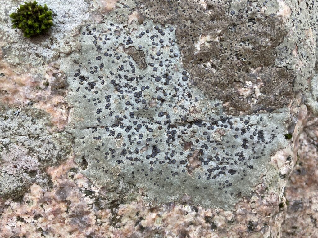 Granitic rock with a gray-green crustose lichen growing on it.