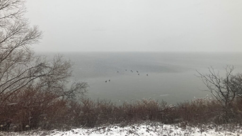 Canada Geese in the distance, swimming on the lake.