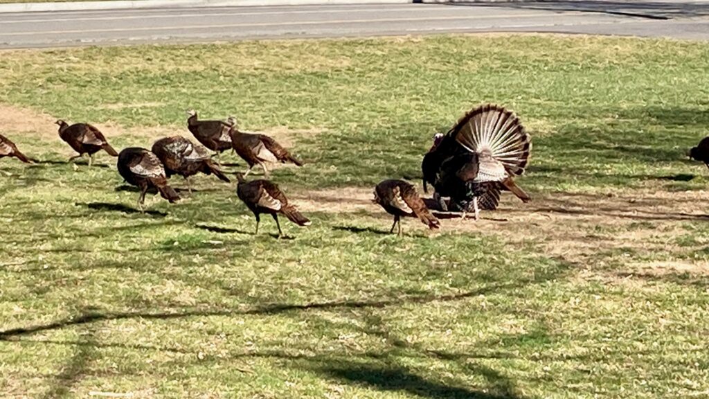 Ten of the Wild Turkeys I saw on Cohasset Common, one with its tail erect and spread.