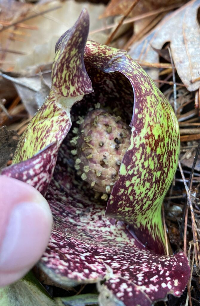 A close-up of a Skink Cabbage inflorescence inside its purple-and-green spathe.