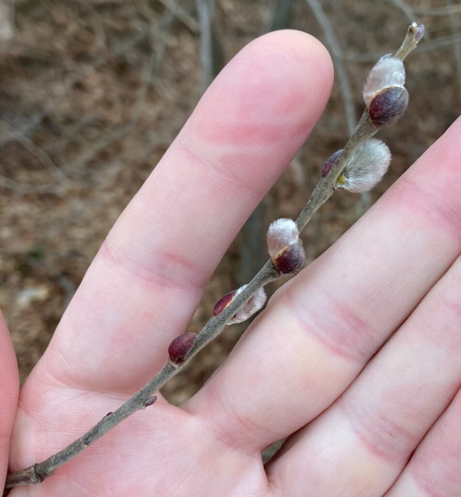 My hand holding a twig with fuzzy catkins on it.