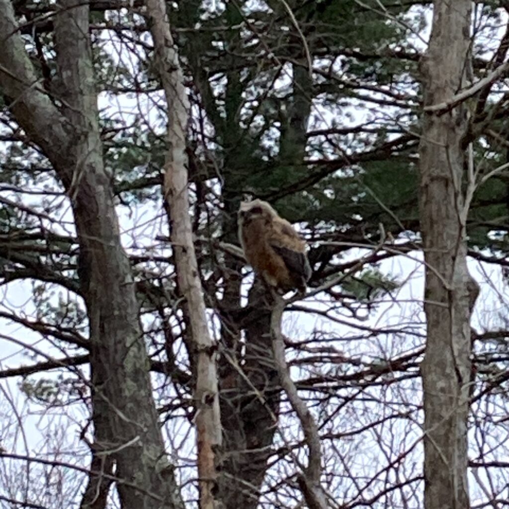 An owl sitting on a branch partway up a tree, at some distance from the camera. The light is dim, and the photo is pixelated and of poor quality.