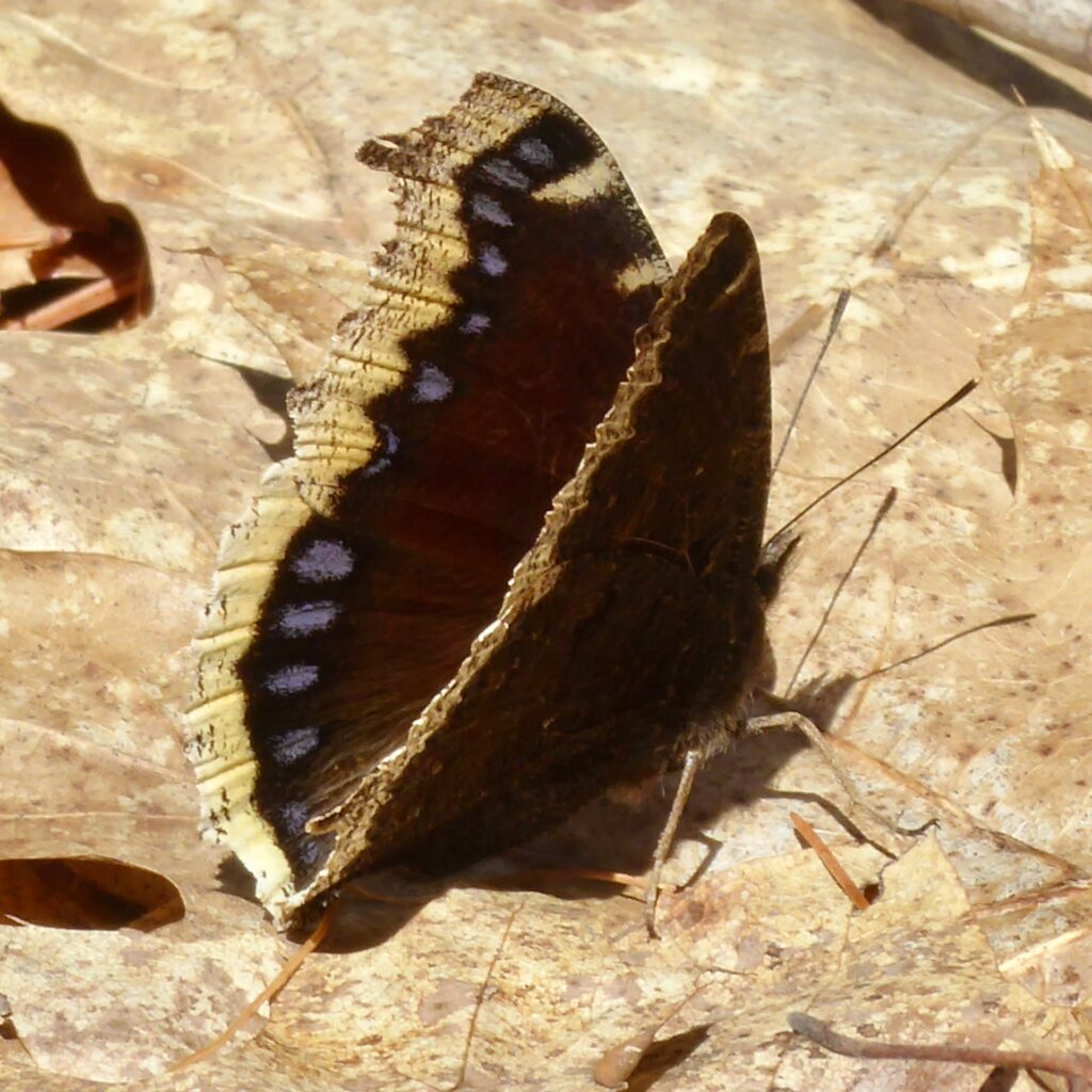 A butterfly with somewhat worn wings sitting on dead oak leaves.