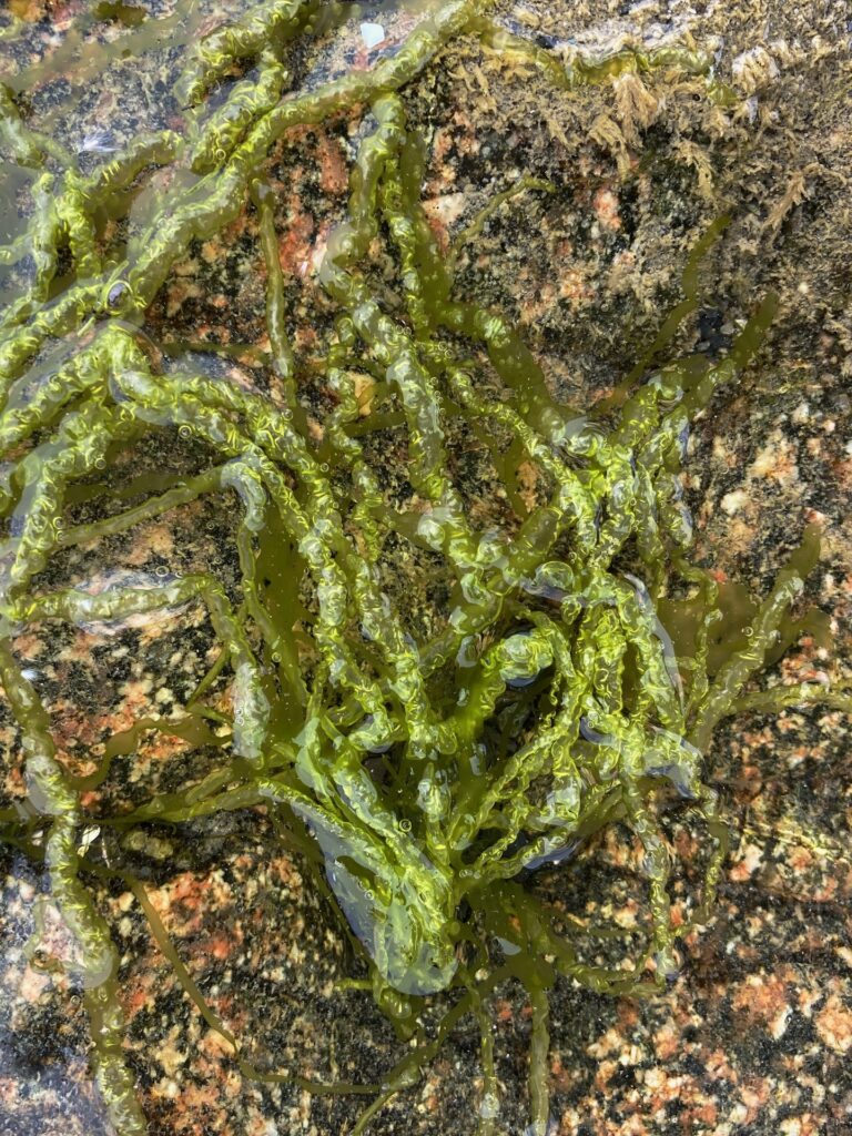 Strands of green tubular seaweed lying on a rock.