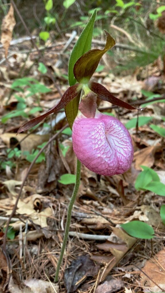 A pink flower blooming above dead leaves on a forest floor.
