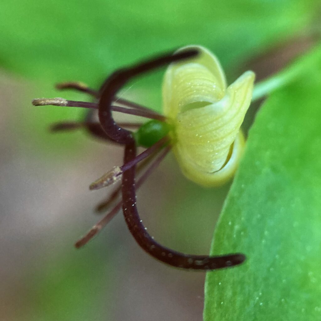 Same flower as previous photo, but a side view.