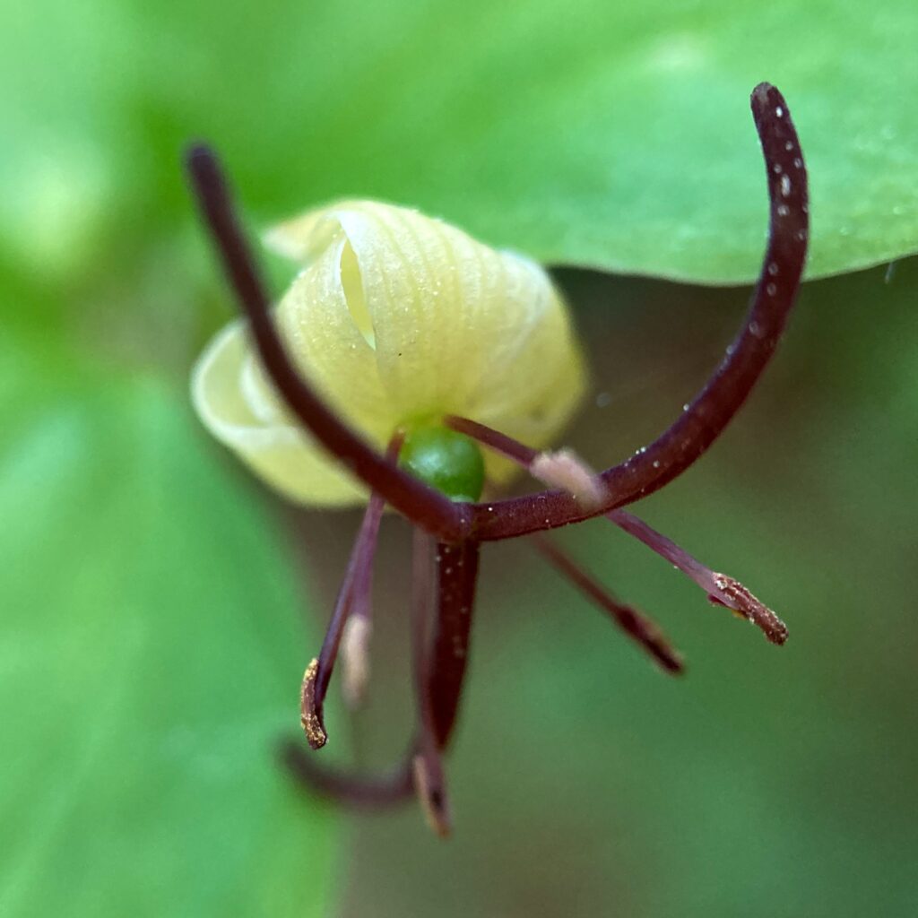 Close up of a tiny flower, with a deep red pistil that terminates in three parts that are longer than the petals, and with greenish-yellow petals that curl back from the ovary.