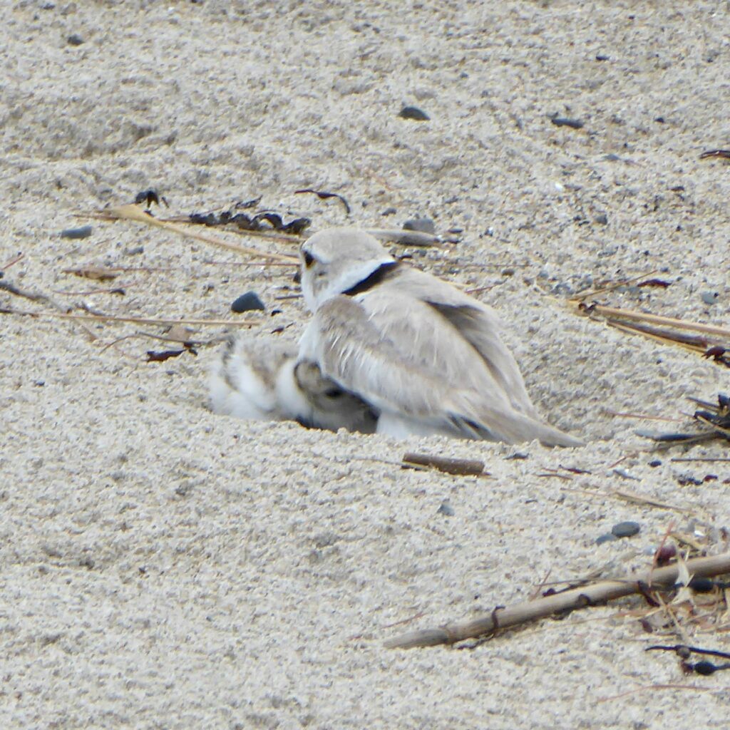 Small sand-colored bird, standing in the sand, covering a chick with its wing.