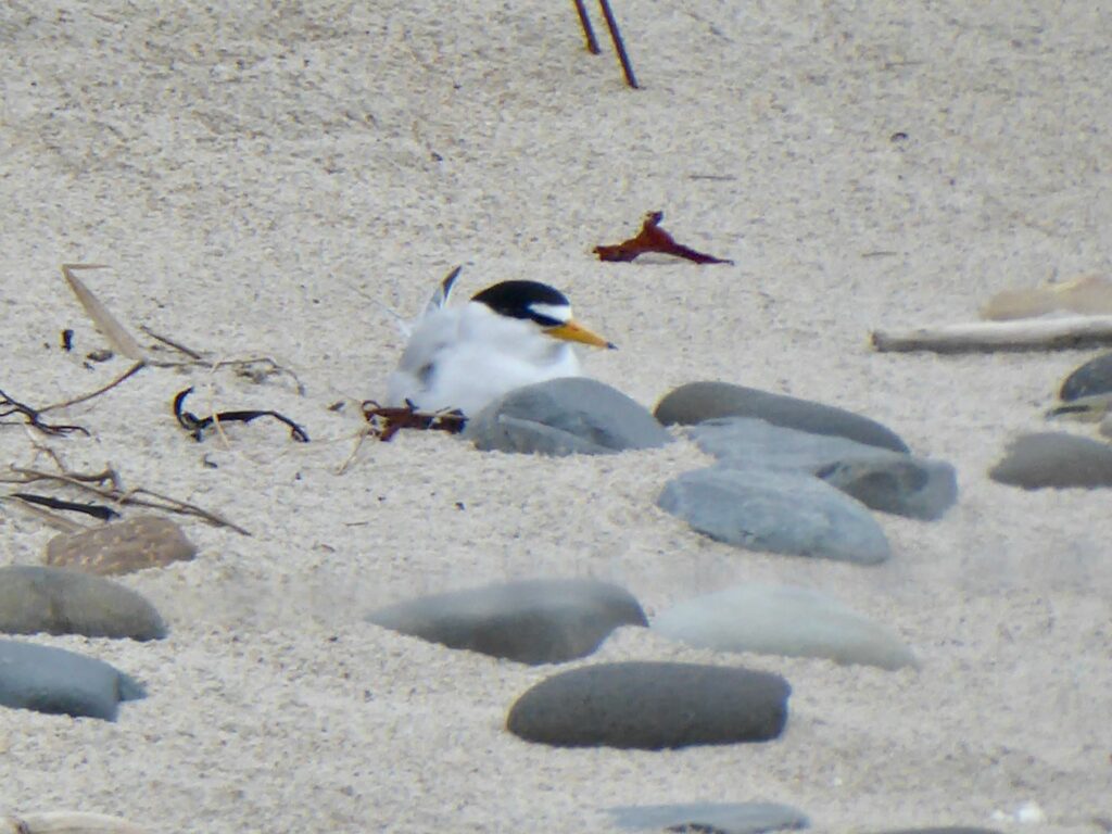 Small gray and white bird nestled in the sand, perhaps sitting on a nest.