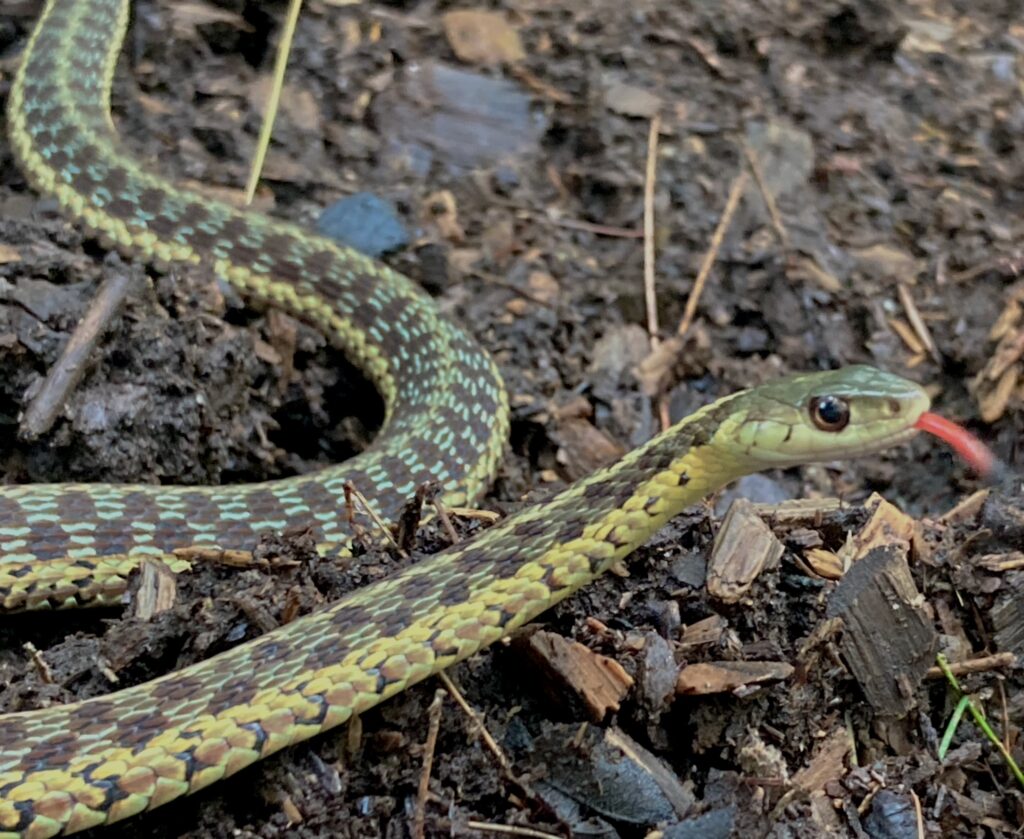 A small snake sitting on the ground with its head raised.