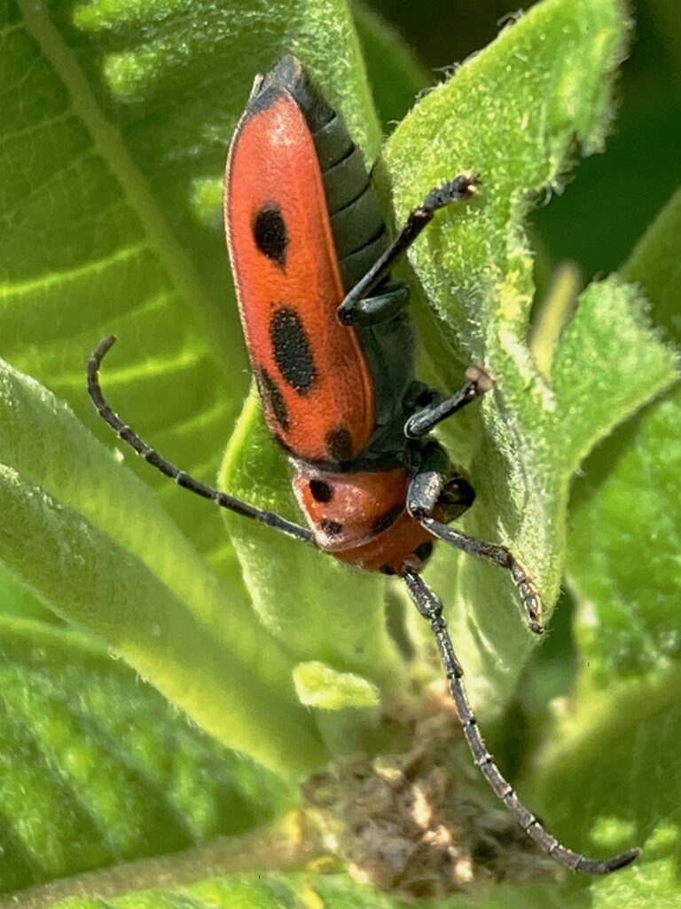 A beetle on a leaf. The leaf has pieces gone from it, perhaps eatne by the beetle. possibly 