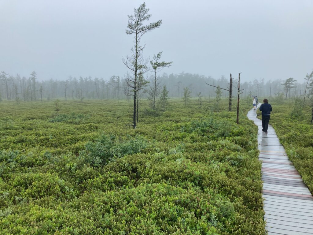 Three people walking along a boardwalk through low vegetation