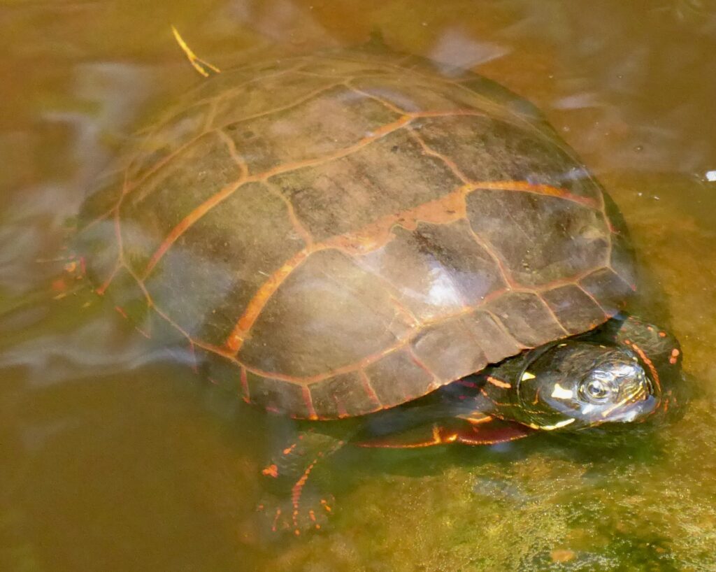 Turtle mostly submerged in water.