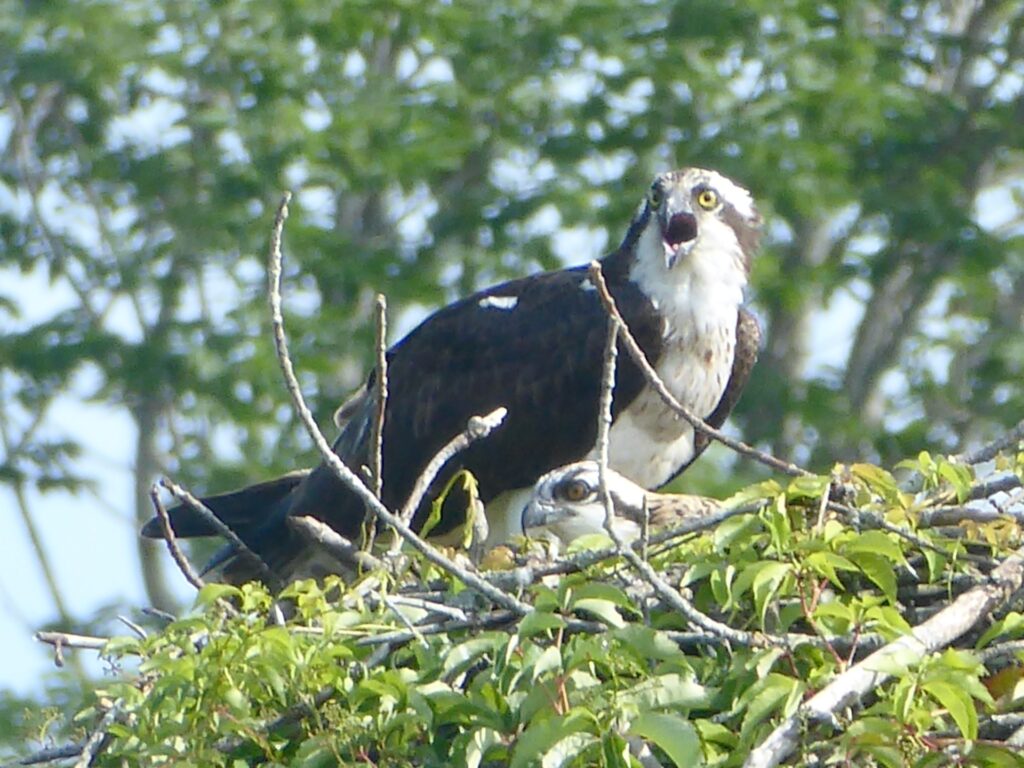 Two raptors in a nest built of sticks.