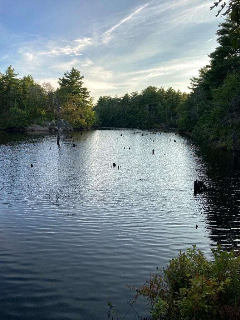 A pond surrounded by woods at dusk.