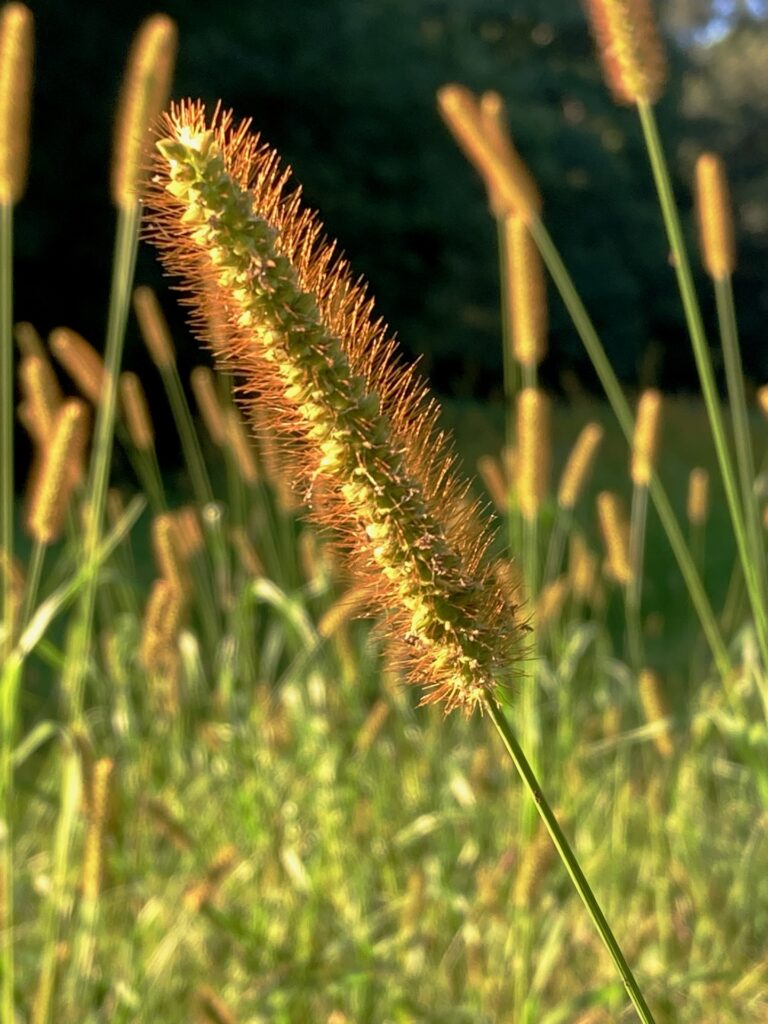 A fuzzy seed head of a grass plant nods in the breeze.