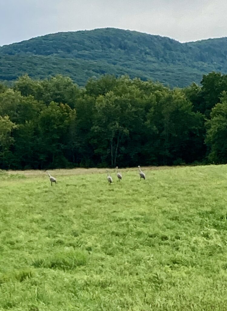 Four large birds in a field with steep hills behind.