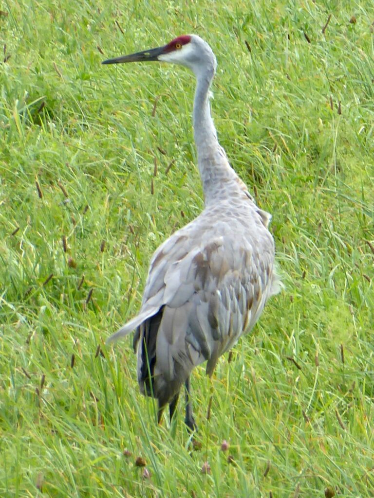 Sandhill crane through a telephoto lens.