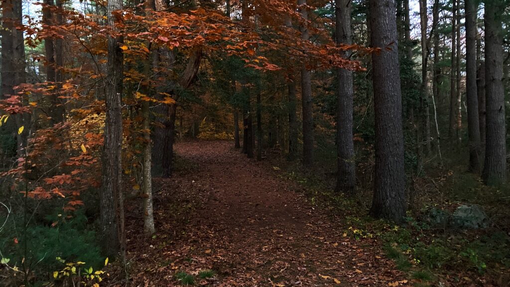 Woods path at dusk.