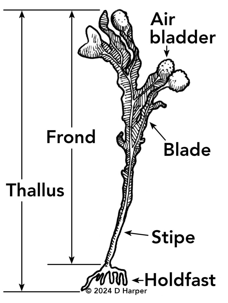 A drawing of a seaweed with the parts labeled.