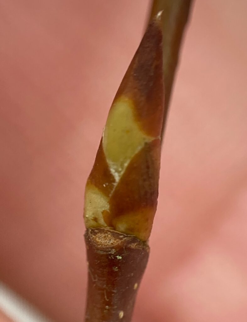 Close up photo of a bud on a twig