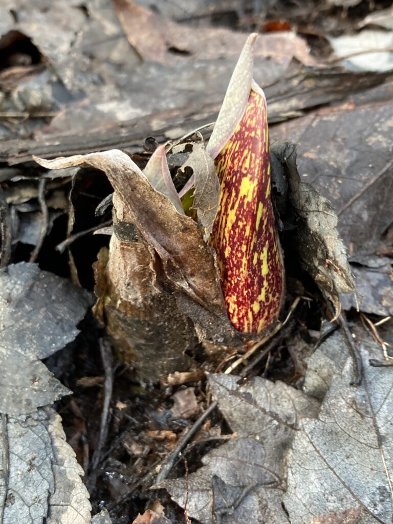 Sprout of a plant coming up through dead leaves