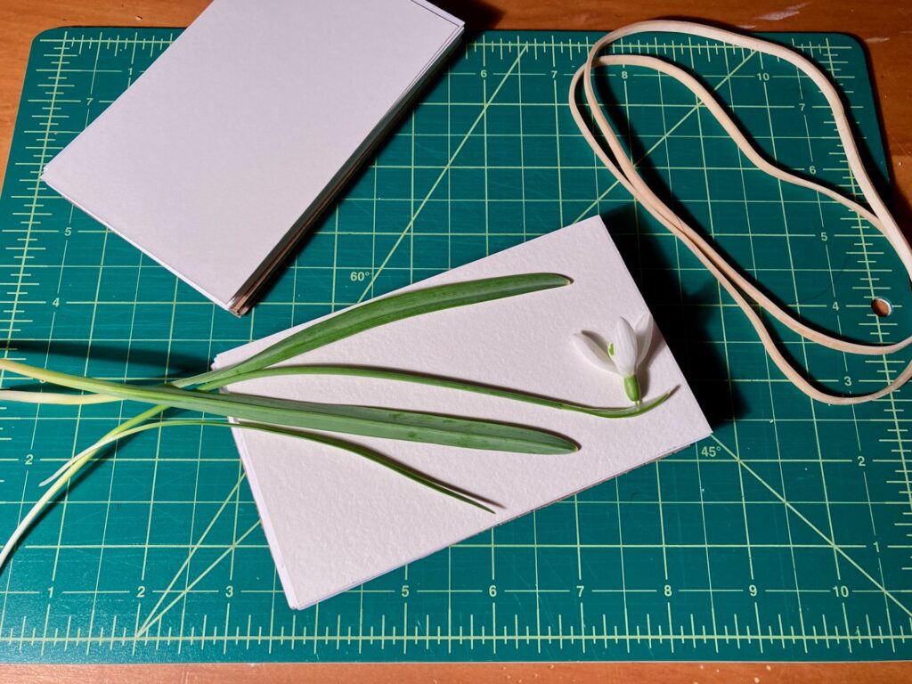 A flower arranged on the open plant press