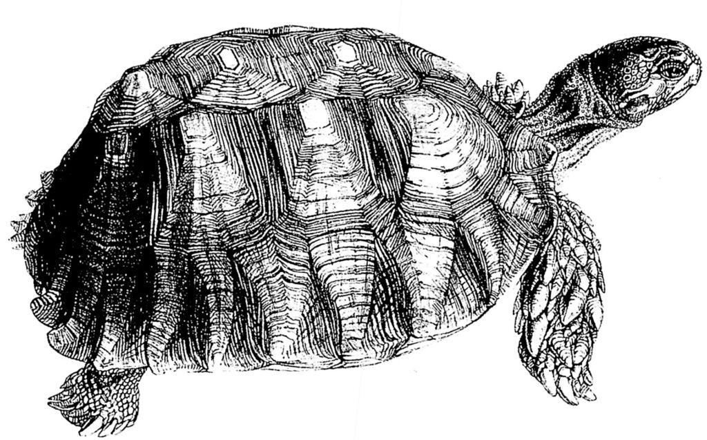 Line drawing of a tortoise