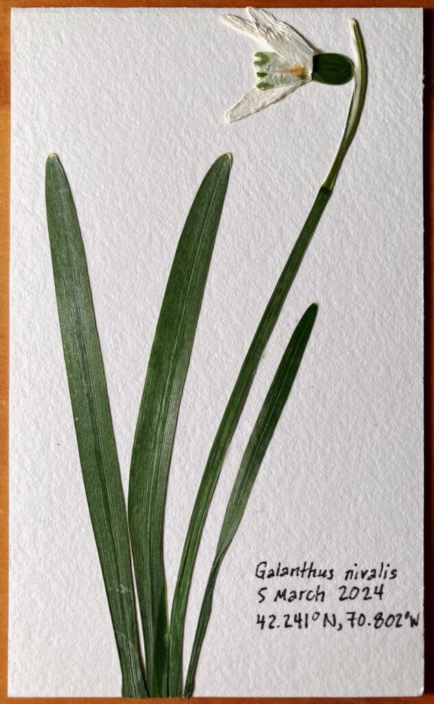 A pressed and dried flower mounted on cardstock.