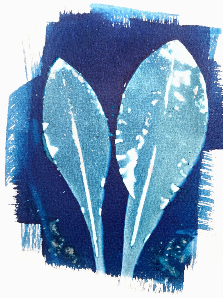 Photogram of two leaves.