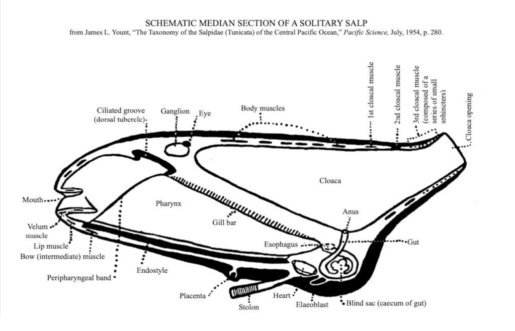 Sketch of a schematic median section of a solitary salp