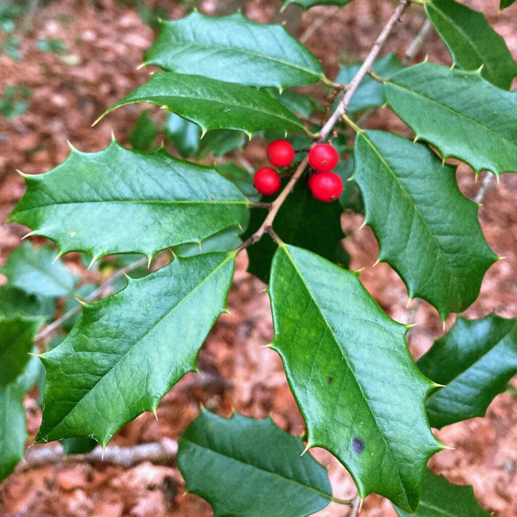 American Holly (Ilex opaca) leaves and berries