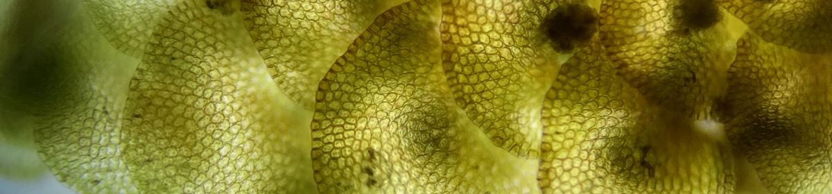 Yet Another Unitarian Universalist